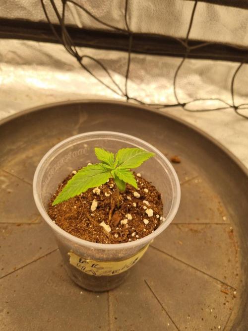 Master Series 4×2 Grow Tent (120×60×180 cm). Week 1