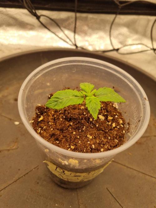 Master Series 4×2 Grow Tent (120×60×180 cm). Week 1