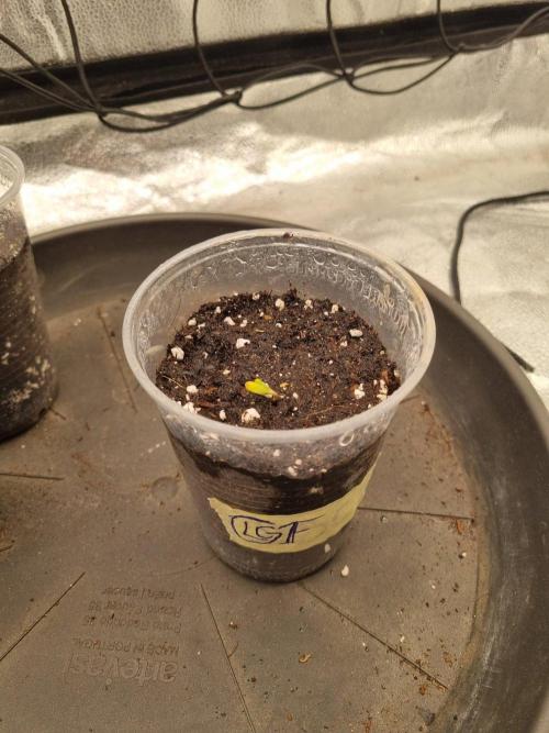 Brain Freeze Never Felt So Good!. Week 1 - Day3