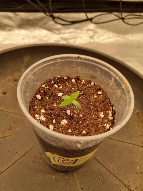 Brain Freeze Never Felt So Good!. Week 1 - Day5