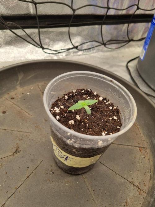 Brain Freeze Never Felt So Good!. Week 1 - Day6