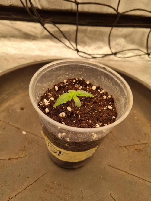 Brain Freeze Never Felt So Good!. Week 1 - Day7