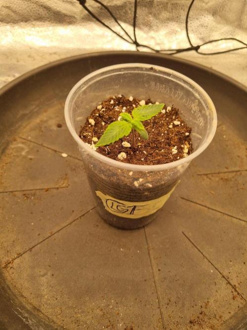 Brain Freeze Never Felt So Good!. Week 1 - Day8
