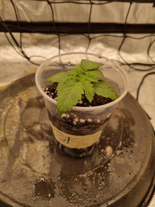 Brain Freeze Never Felt So Good!. Week 2 - Day12