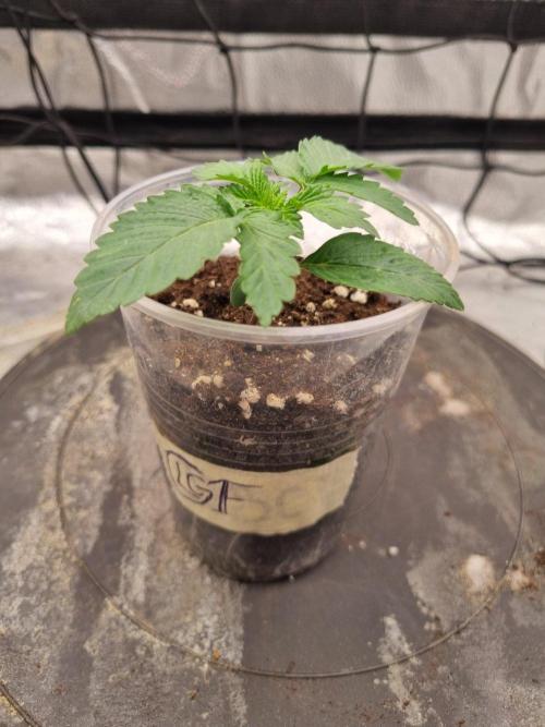 Brain Freeze Never Felt So Good!. Week 2 - Day13