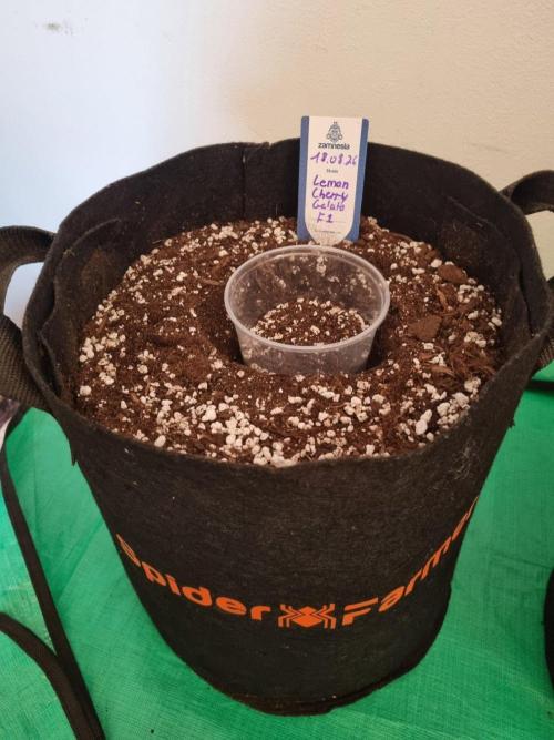 Brain Freeze Never Felt So Good!. Week 2 - D13