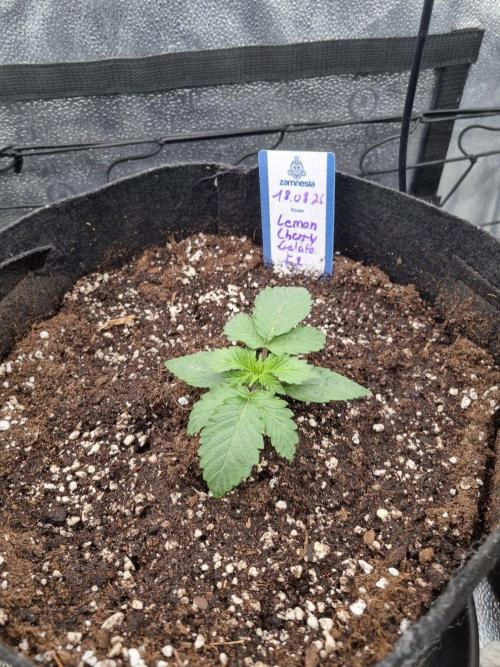 Brain Freeze Never Felt So Good!. Week 2 - D13