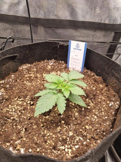 Brain Freeze Never Felt So Good!. Week 2 - D14