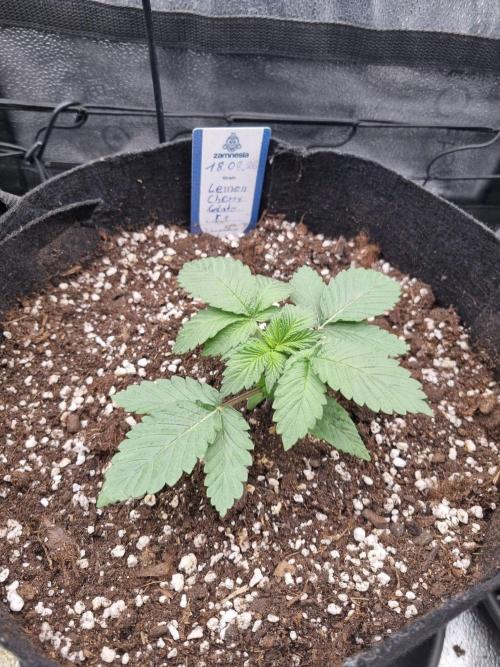 Brain Freeze Never Felt So Good!. Week 2 - D16