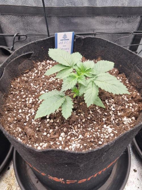 Lemon Cherry Gelato F1. Week 2