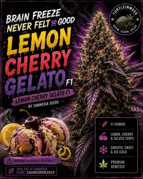 Lemon Cherry Gelato F1. Week 2