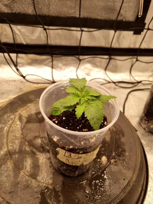 There Is Cheese In My Waffles!. Week 2 - Day12