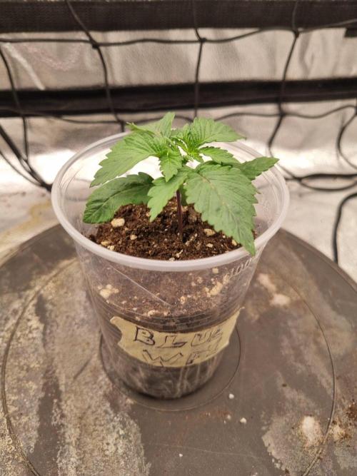 There Is Cheese In My Waffles!. Week 2 - Day13
