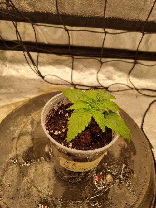 A New Generation Of Haze?!. Week 2 - Day12