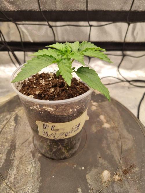 A New Generation Of Haze?!. Week 2 - Day13