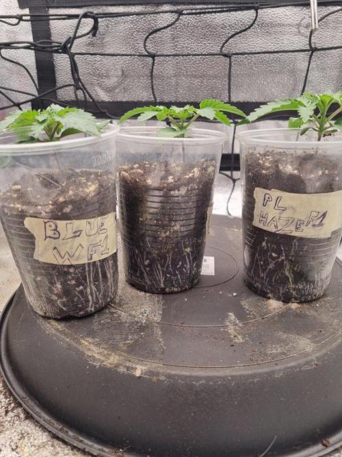 A New Generation Of Haze?!. Week 2 - Day13