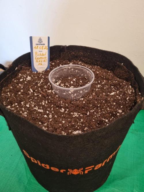 A New Generation Of Haze?!. Week 2 - Day13