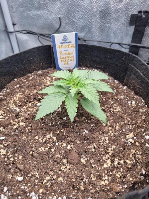 A New Generation Of Haze?!. Week 2 - Day14