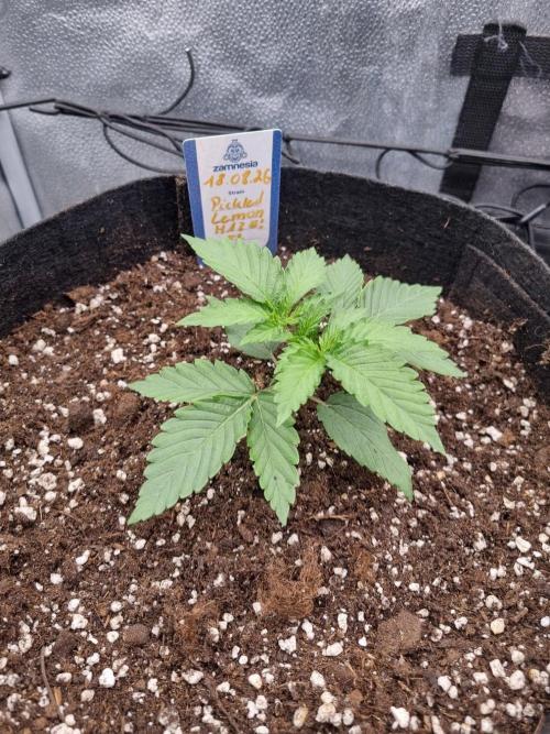 A New Generation Of Haze?!. Week 2 - Day15