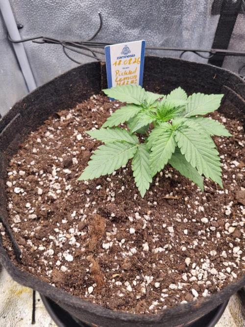 A New Generation Of Haze?!. Week 2 - Day16