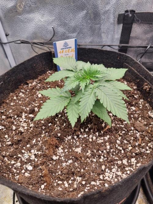 A New Generation Of Haze?!. Week 2 - Day17