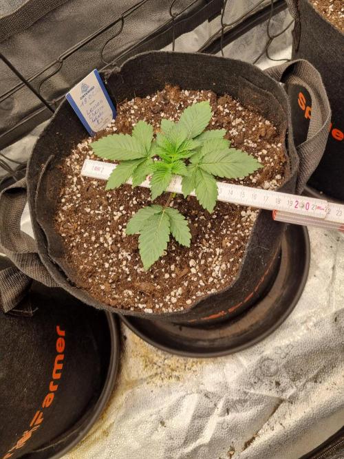 Brain Freeze Never Felt So Good!. Week 2 - D17