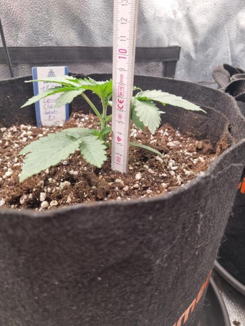 Lemon Cherry Gelato F1. Week 2