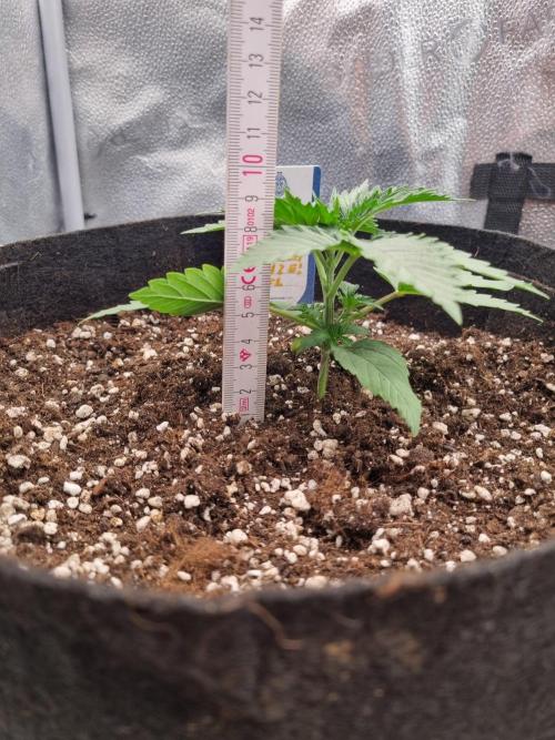 A New Generation Of Haze?!. Week 2