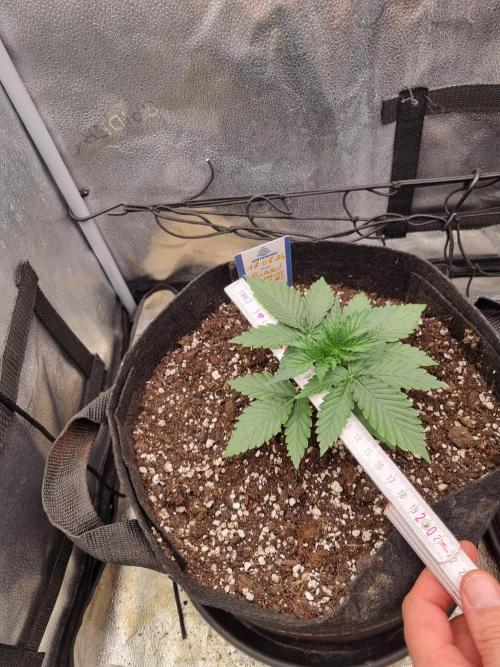 A New Generation Of Haze?!. Week 2