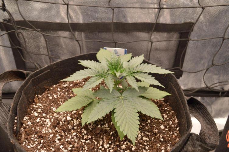 A New Generation Of Haze?!. Week 3 - D20