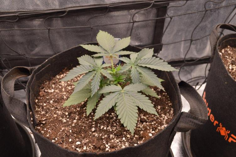 A New Generation Of Haze?!. Week 3 - D21