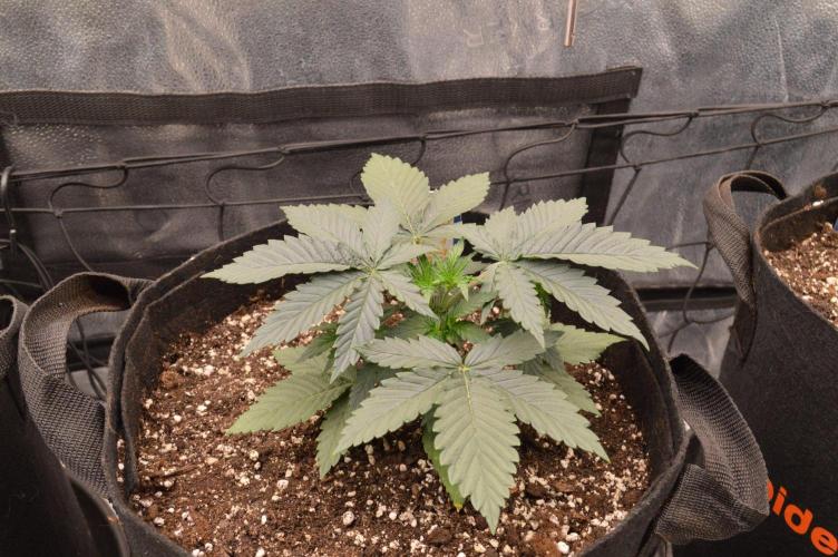 A New Generation Of Haze?!. Week 3 - D23