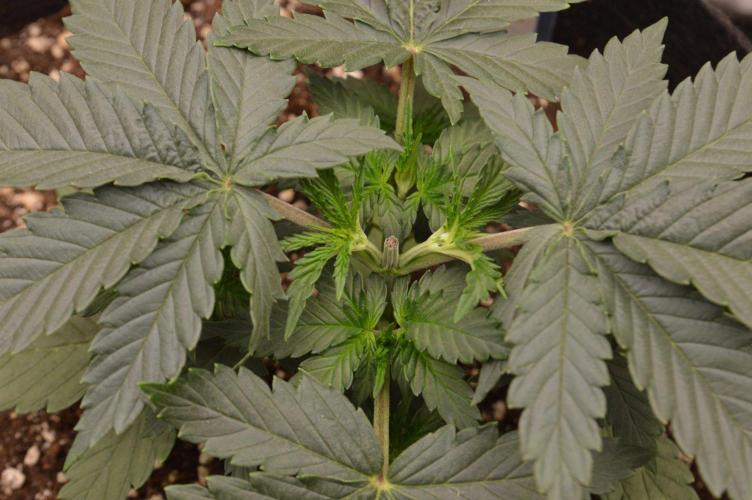 Master Series 4×2 Grow Tent (120×60×180 cm). Week 3