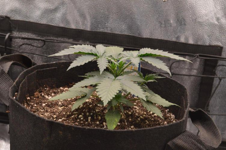 A New Generation Of Haze?!. Week 3 - D22