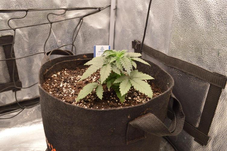 There Is Cheese In My Waffles!. Week 3 - D19