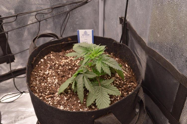 There Is Cheese In My Waffles!. Week 3 - D21