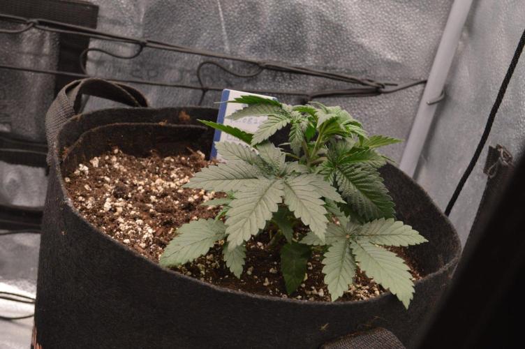 There Is Cheese In My Waffles!. Week 3 - D22