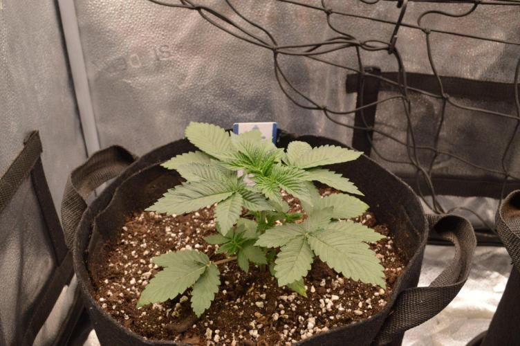 Brain Freeze Never Felt So Good!. Week 3 - D20