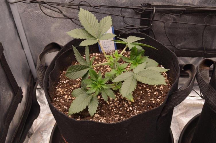Brain Freeze Never Felt So Good!. Week 3 - D21