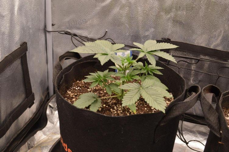 Brain Freeze Never Felt So Good!. Week 3 - D22