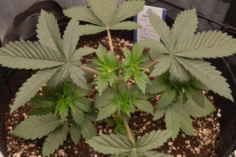Brain Freeze Never Felt So Good!. Week 3 - D23