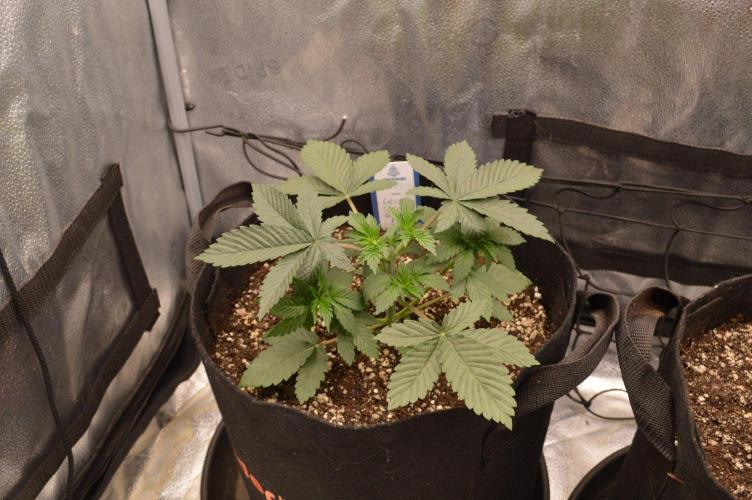 Brain Freeze Never Felt So Good!. Week 3 - D23