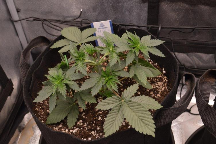 Brain Freeze Never Felt So Good!. Week 4 - D24
