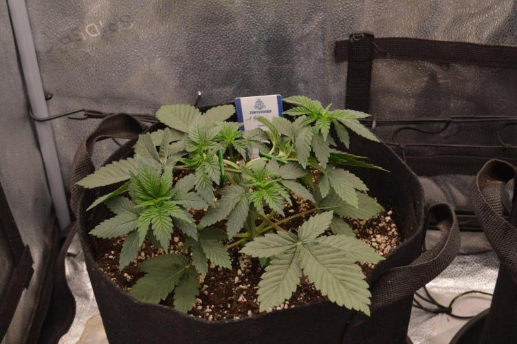 Brain Freeze Never Felt So Good!. Week 4 - D25
