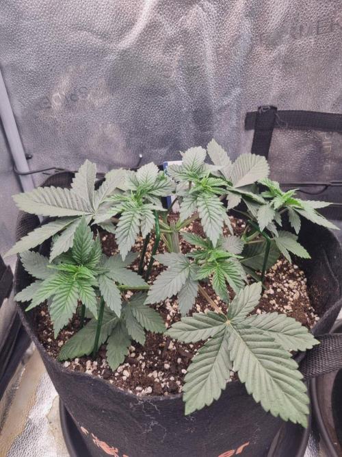 Brain Freeze Never Felt So Good!. Week 4 - D26