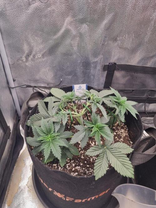 Brain Freeze Never Felt So Good!. Week 4 - D27