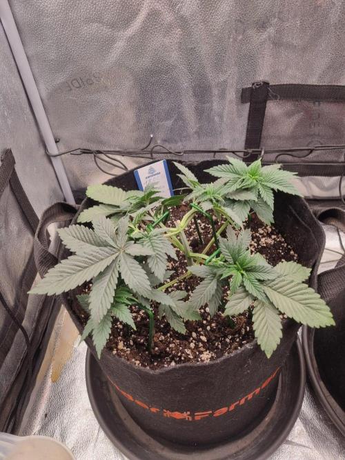 Brain Freeze Never Felt So Good!. Week 4 - D28