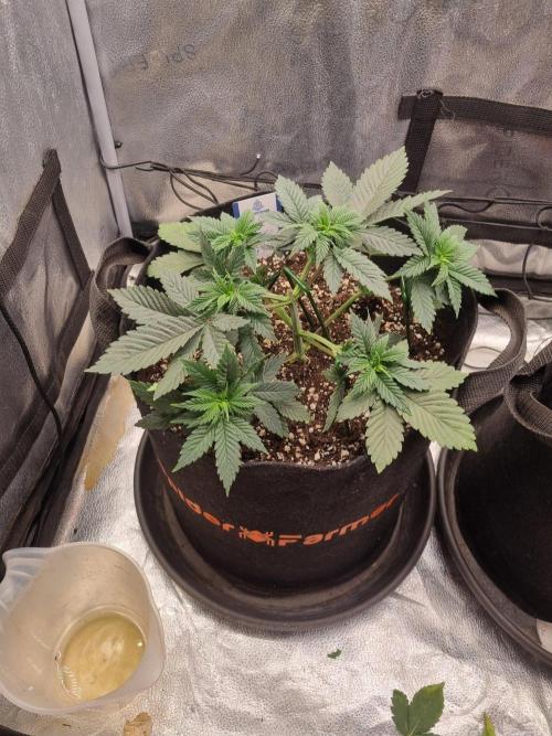 Brain Freeze Never Felt So Good!. Week 4 - D29
