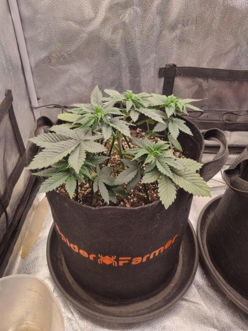 Brain Freeze Never Felt So Good!. Week 4 - D30