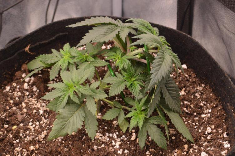 There Is Cheese In My Waffles!. Week 4 - D24